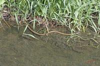 Cjp_2010_05_28_154250 (1).jpg